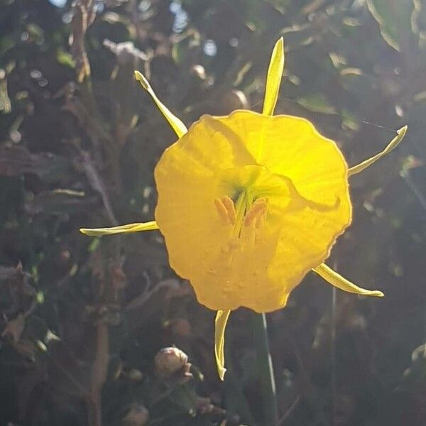 Narcissus bulbocodium Flower