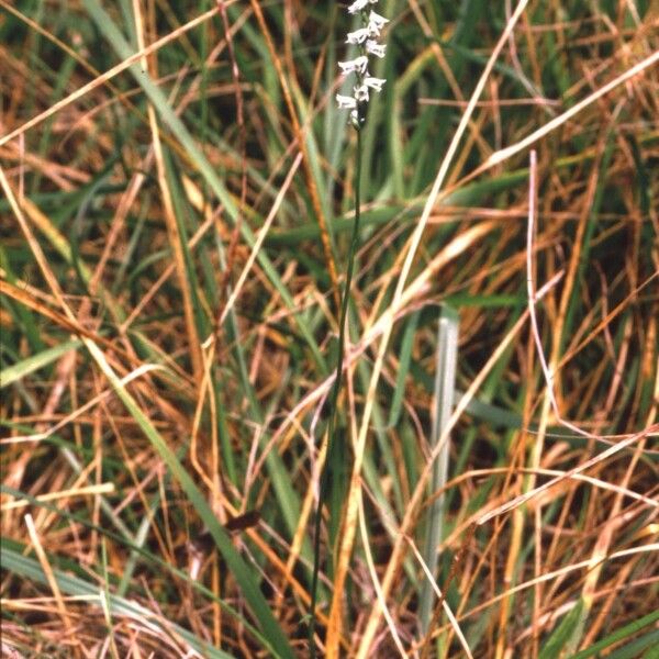 Spiranthes lacera Costuma