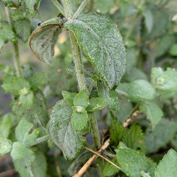 Mentha × villosa Feuille