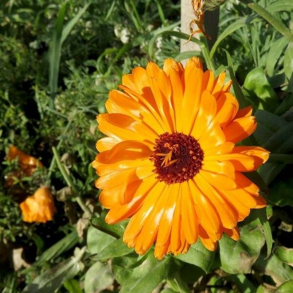 Calendula officinalis Fleur