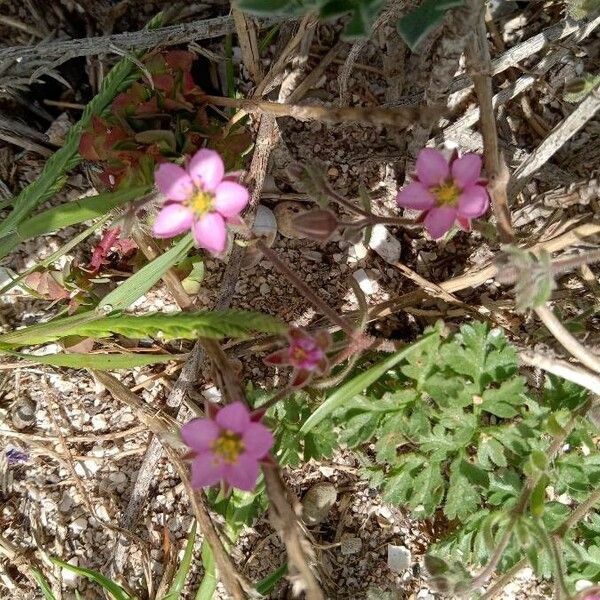 Rhodalsine geniculata फूल