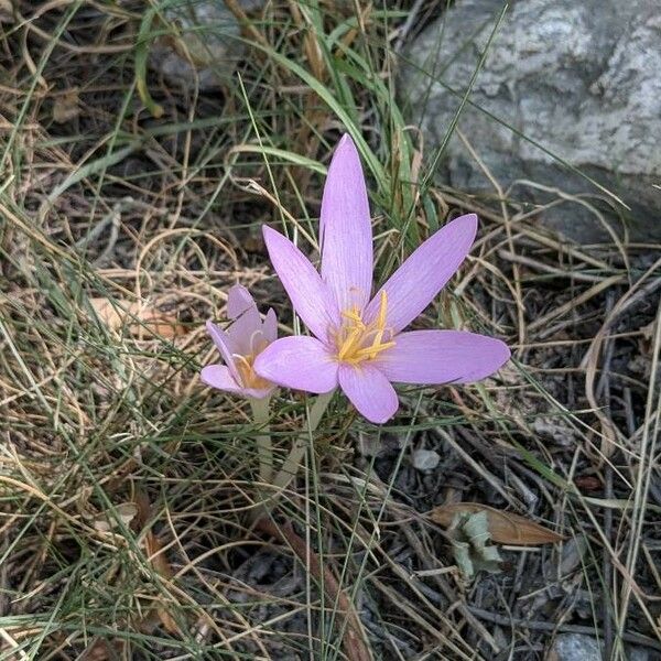 Colchicum montanum Květ