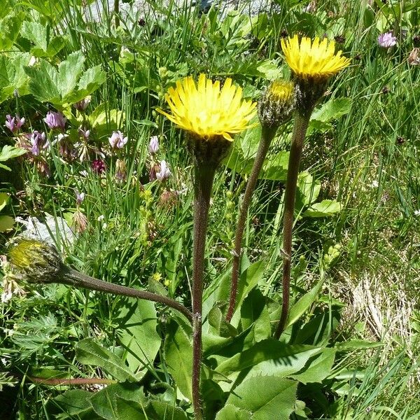 Hypochaeris uniflora Habitus