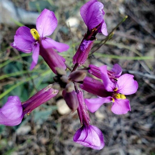 Moricandia moricandioides Fleur