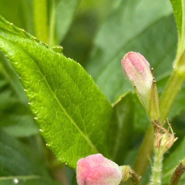 Weigela florida Leaf