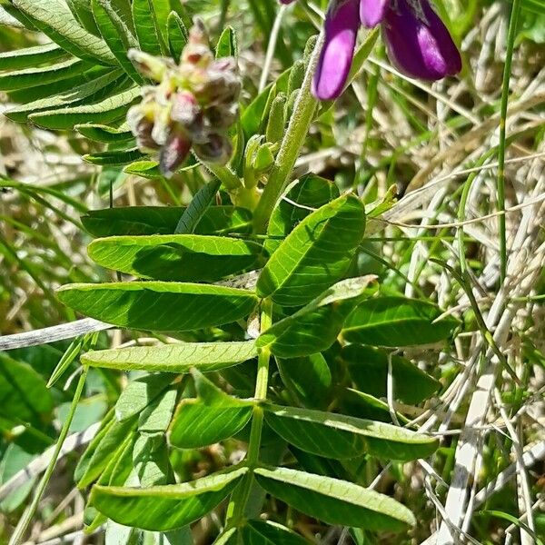 Hedysarum hedysaroides Leaf