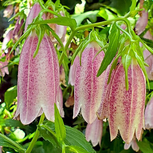 Campanula punctata Flor