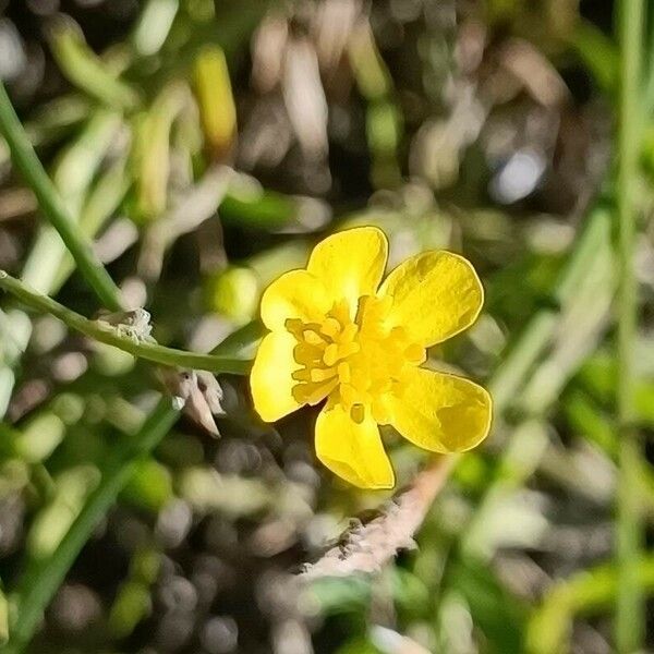 Ranunculus flammula Blodyn