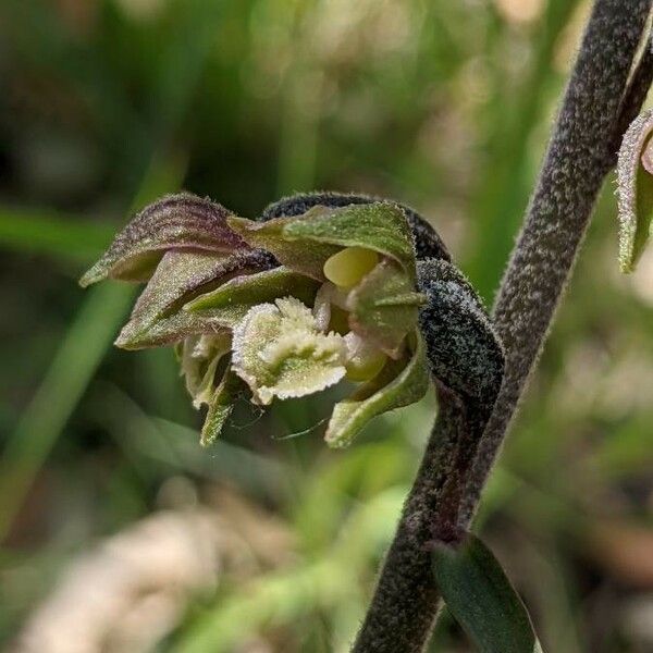 Epipactis microphylla ᱵᱟᱦᱟ