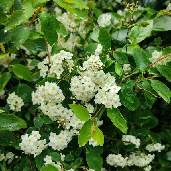 Spiraea nipponica Kvet