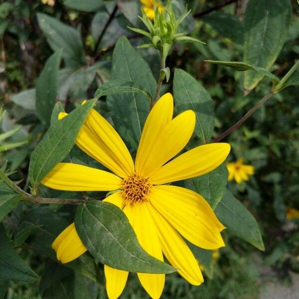 Helianthus divaricatus Blomst