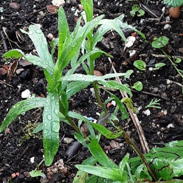 Artemisia dracunculus Liść