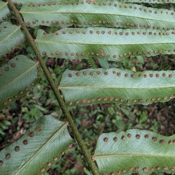 Nephrolepis biserrata Fruit