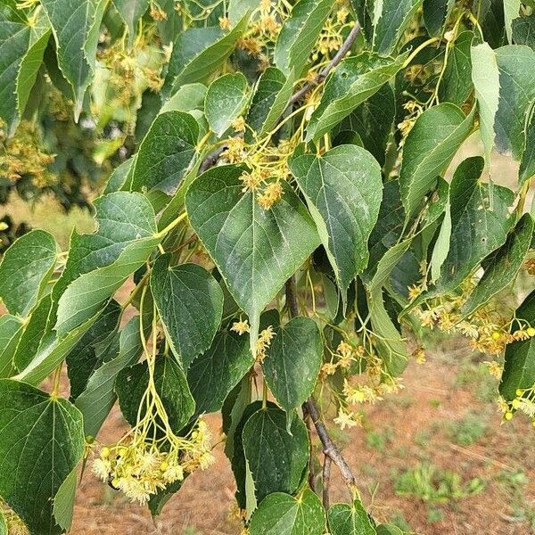 Tilia japonica Leaf