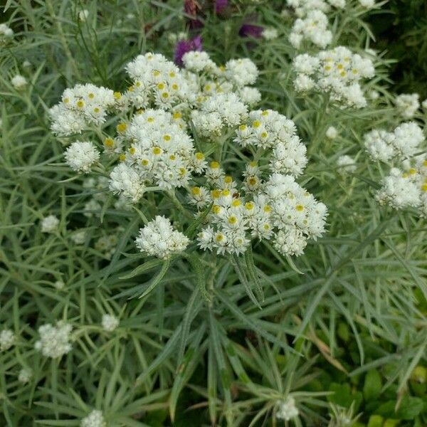 Anaphalis margaritacea Kwiat