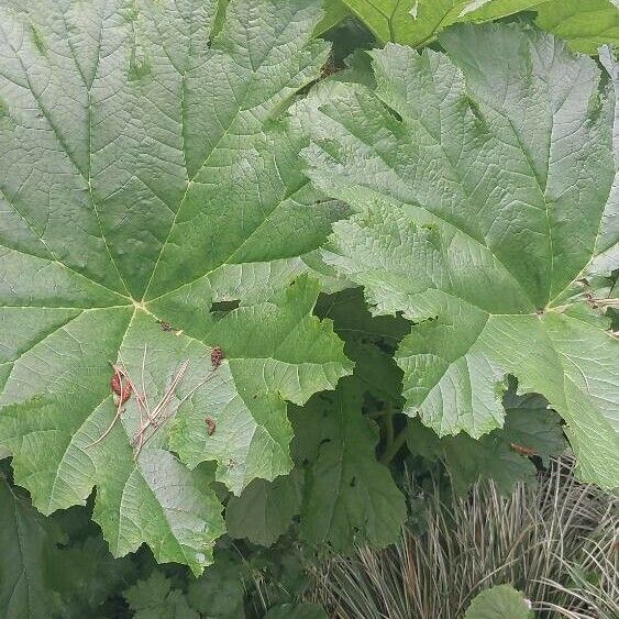 Darmera peltata Blad