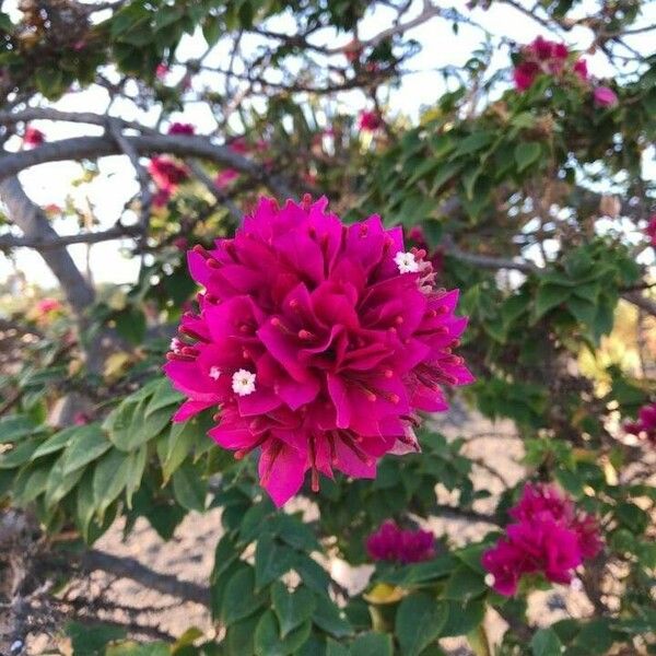 Bougainvillea spectabilis Žiedas