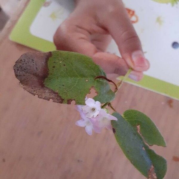 Epigaea repens Flower