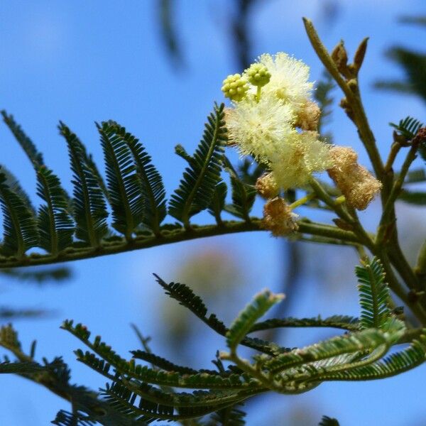 Acacia mearnsii Blomma