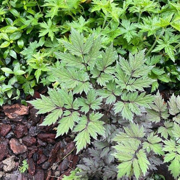 Actaea racemosa Лист