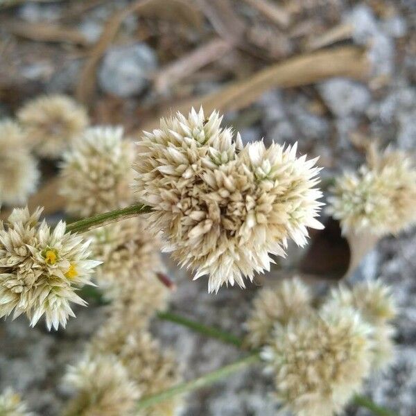 Alternanthera sessilis Flower