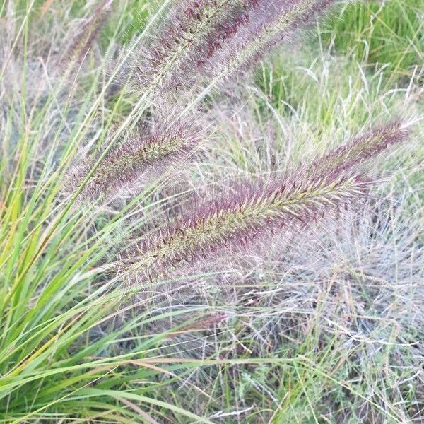 Cenchrus setaceus Flower