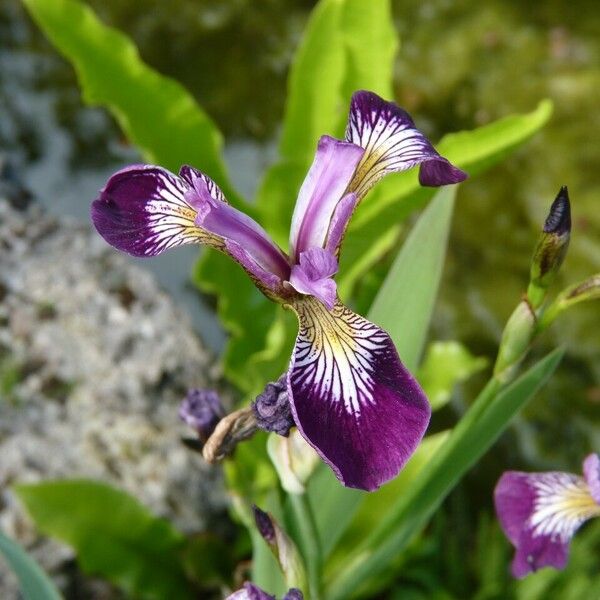 Iris versicolor 花