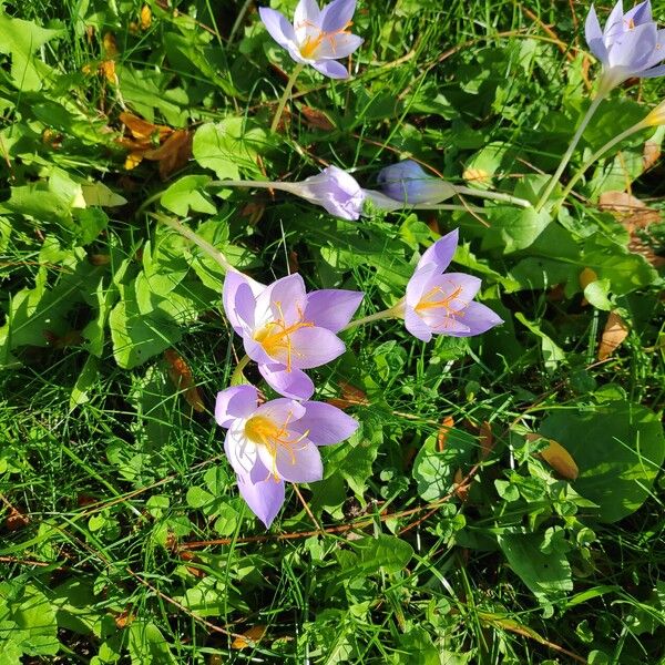 Crocus speciosus Цвят