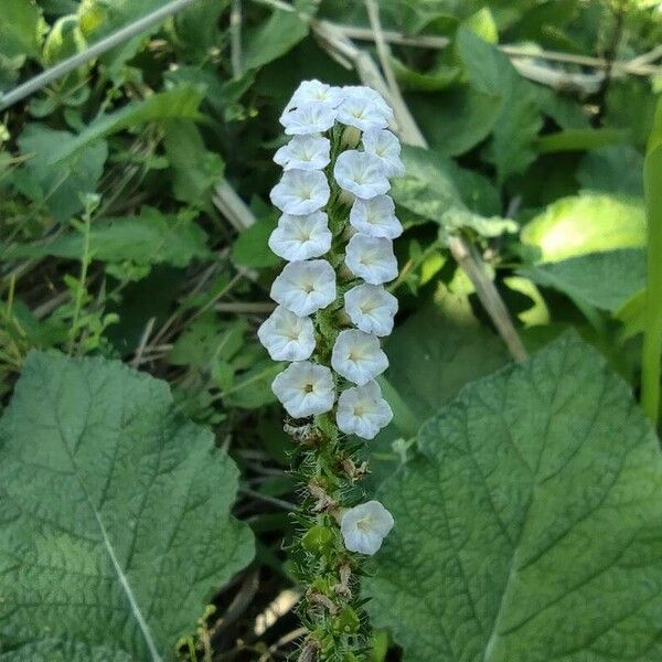 Heliotropium indicum Flower