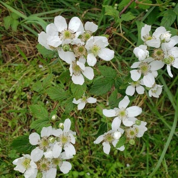 Rubus pensilvanicus Кветка