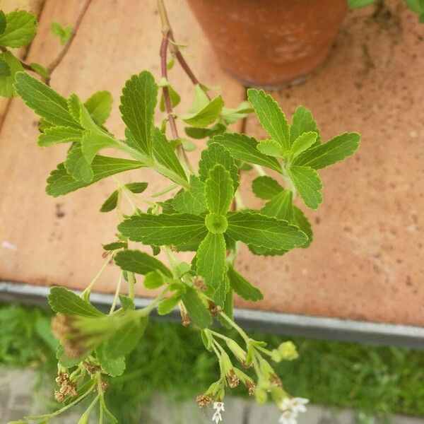 Stevia rebaudiana 葉