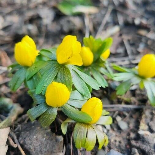 Eranthis hyemalis Blüte