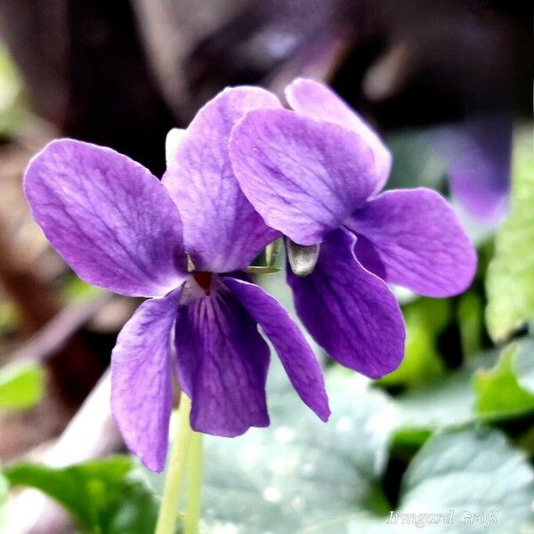 Viola odorata Цвят