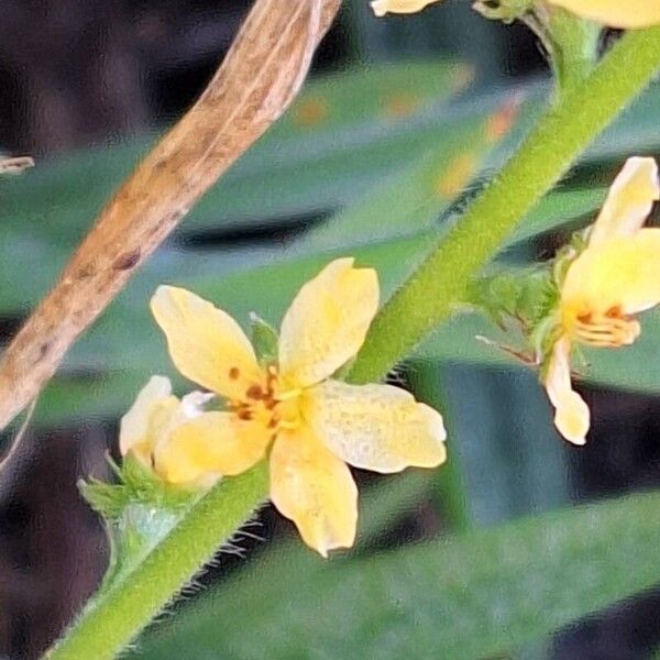 Agrimonia eupatoria 花