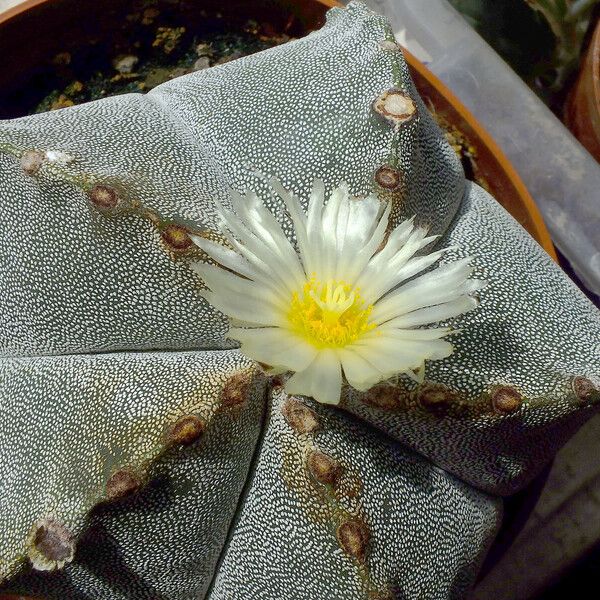 Astrophytum myriostigma Staniste