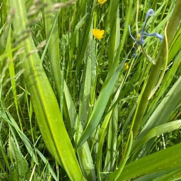 Camassia quamash Leaf