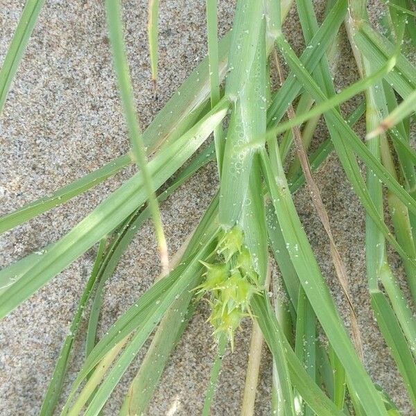 Cenchrus spinifex Fruchs