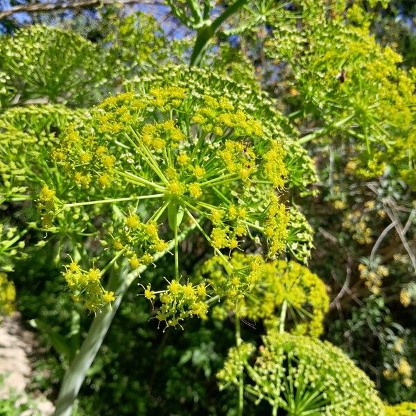 Ferula communis Blomst