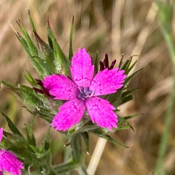 Dianthus armeria Flower