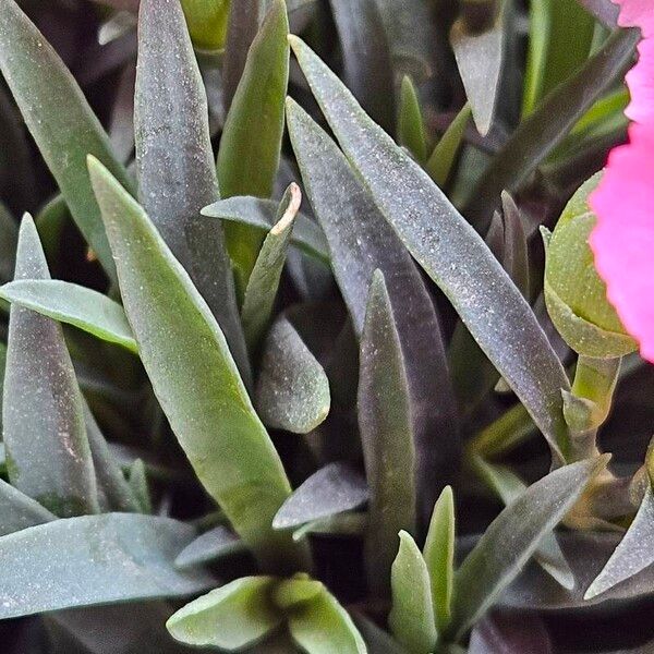 Dianthus caryophyllus Blad
