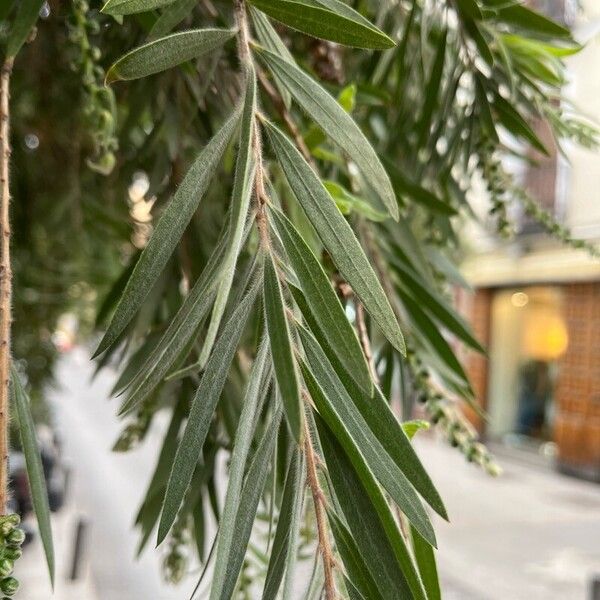 Callistemon viminalis برگ