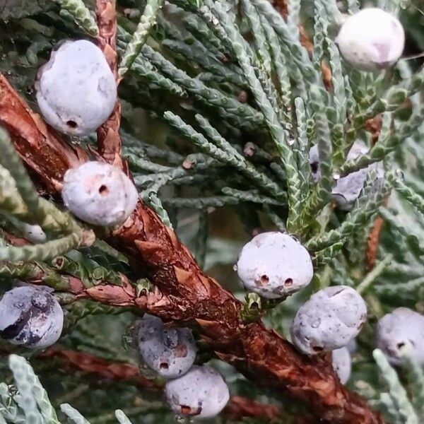 Juniperus scopulorum Lubje