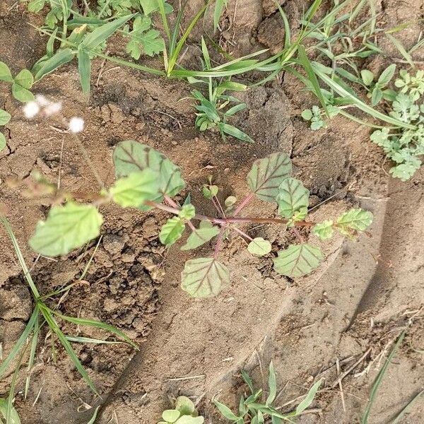 Boerhavia erecta Leaf