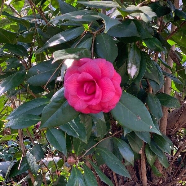Camellia sasanqua Lapas
