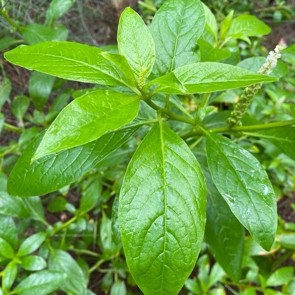 Phytolacca icosandra Frunză