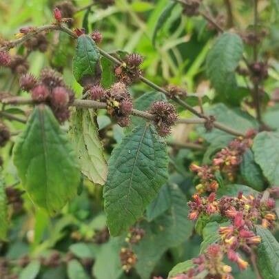 Triumfetta rhomboidea Feuille