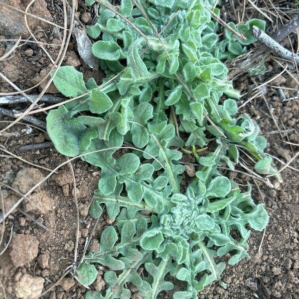 Centaurea melitensis Лист