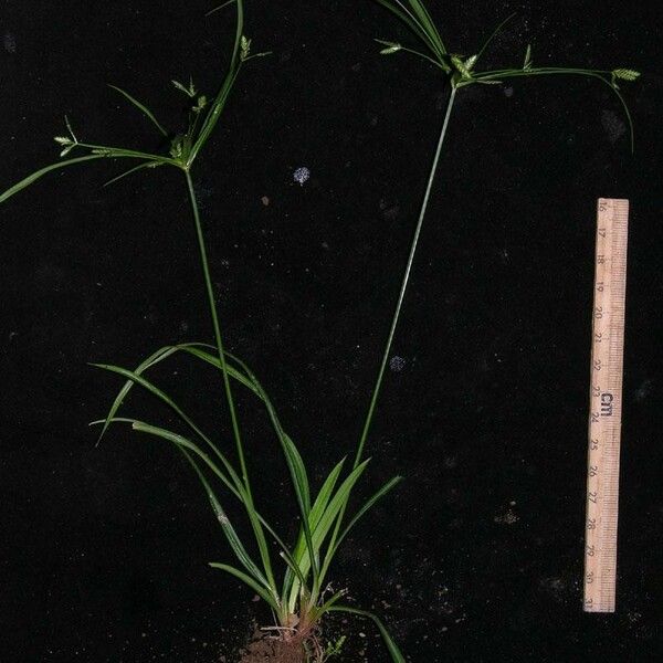 Cyperus simplex Anders