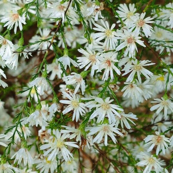 Symphyotrichum ericoides 花