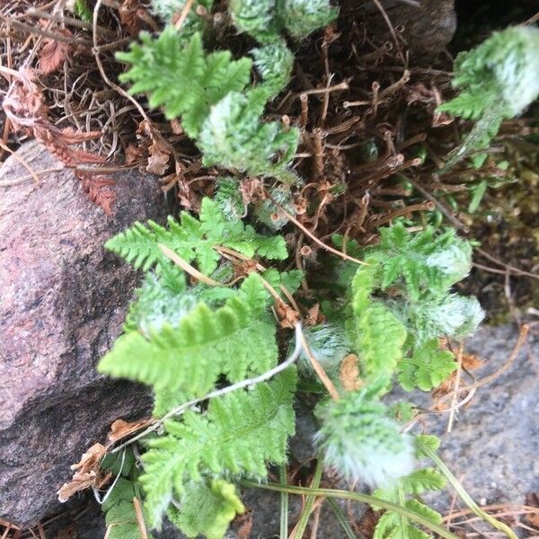 Woodsia ilvensis Blad